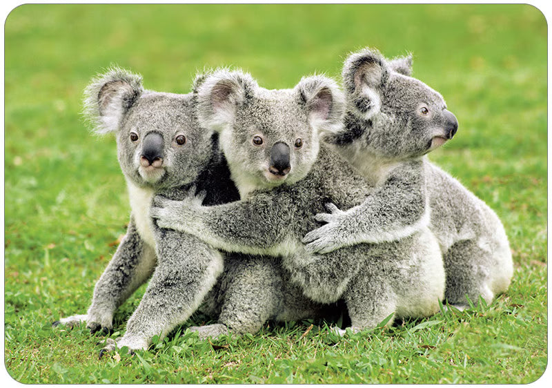 Hartung Verlag - Medley - Koalas