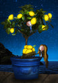 Ila Illustrations 018 - Lemon tree
