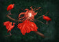 Ila Illustrations 027 - Red ibis