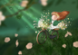 Ila Illustrations 059 - Blossom bike