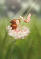 NEU - Ila Illustrations 257 - Pink butterfly