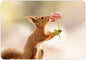 Hartung Verlag - Medley - Eichhörnchen mit Rose