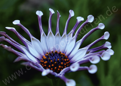 Verschiedenes - Natur - Löffelblume