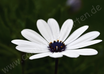 Verschiedenes - Natur - Afrikanisches Gänseblümchen
