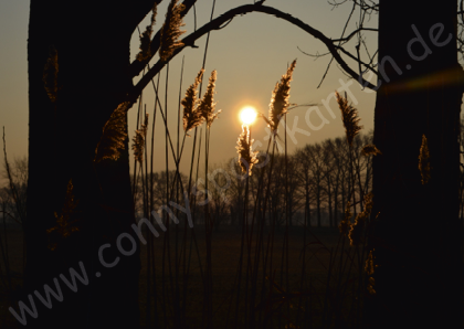 Verschiedenes - Natur - Pampasgras