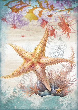 Sommer/Meer - Nautical - Seestern