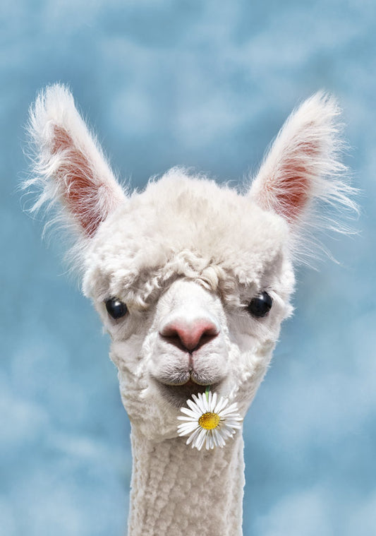 Hartung Verlag - Medley - Alpaka