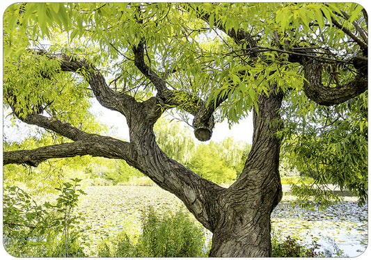 Hartung Verlag - Medley - Herz in Baum