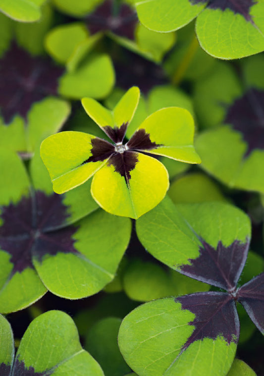Hartung Verlag - Medley - Kleeblatt