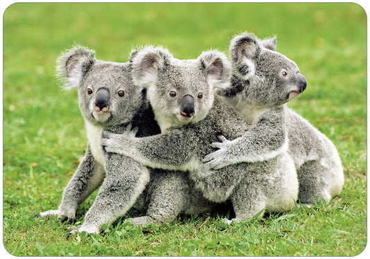 Hartung Verlag - Medley - Koalas