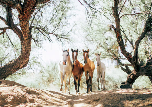 Hartung Verlag - Feel Good - Pferde