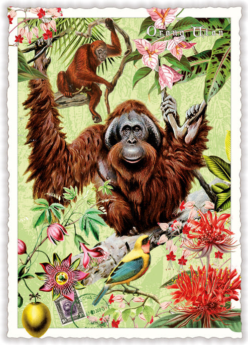 PK 1122 - Wildlife-Edition, Orang-Utan