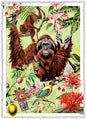 PK 1122 - Wildlife-Edition, Orang-Utan